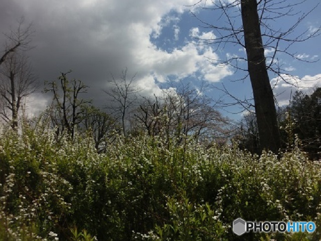 自然の景色　草木と青空と雲