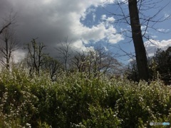 自然の景色　草木と青空と雲