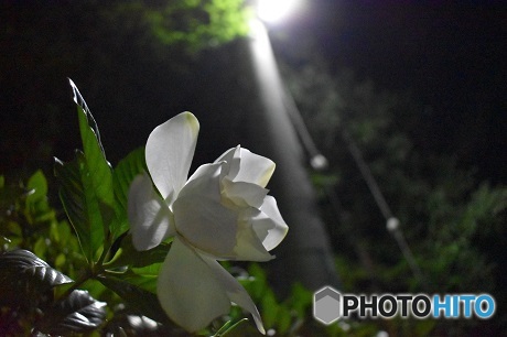 街灯と白い花　夜に輝く
