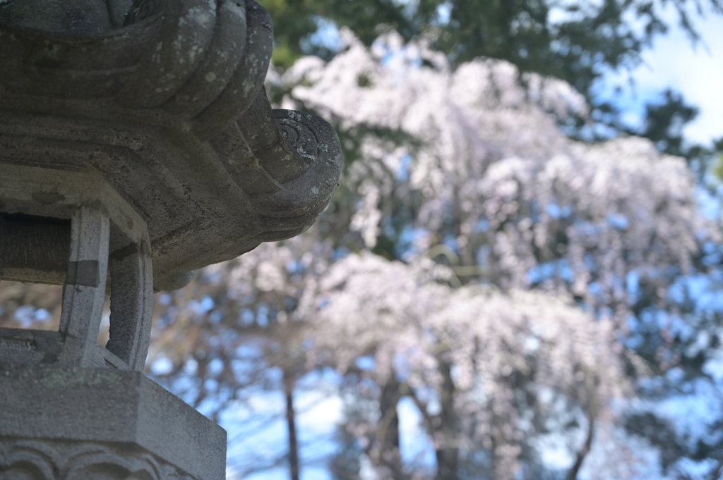 桜と灯篭