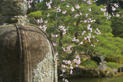 石灯篭と桜