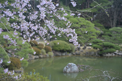 桜と池