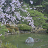 桜と池