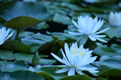 釈迦でぇす