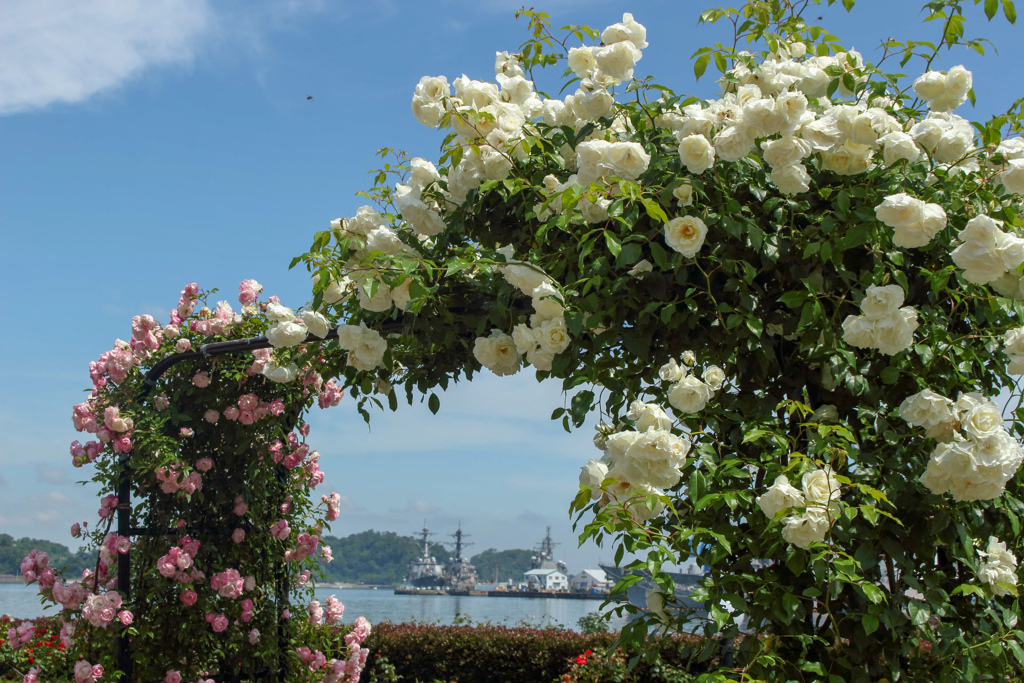 夏の陽射しに薔薇のアーチ