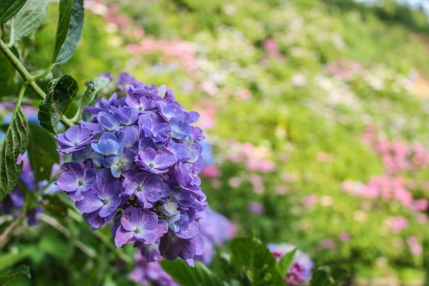 紫陽花