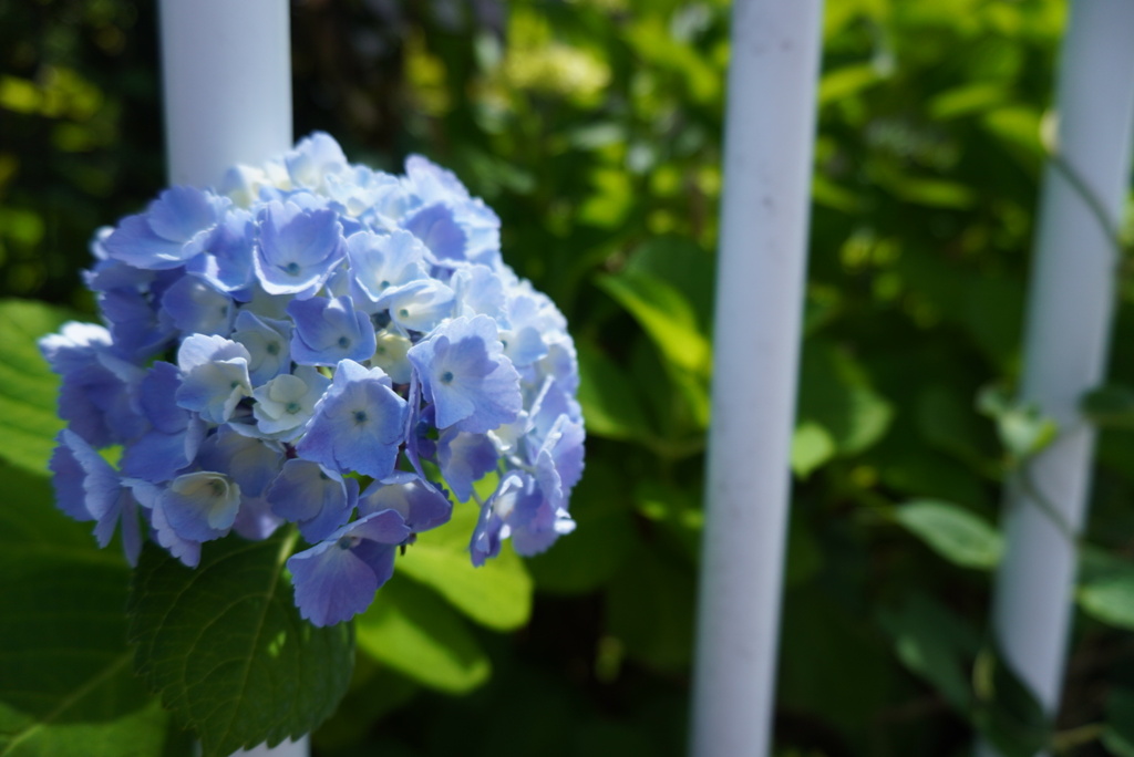 紫陽花