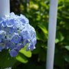 紫陽花