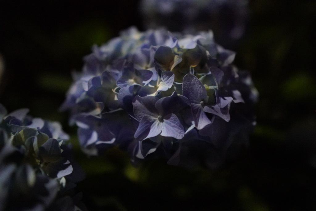 夜の紫陽花