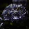 夜の紫陽花