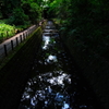 水面の森