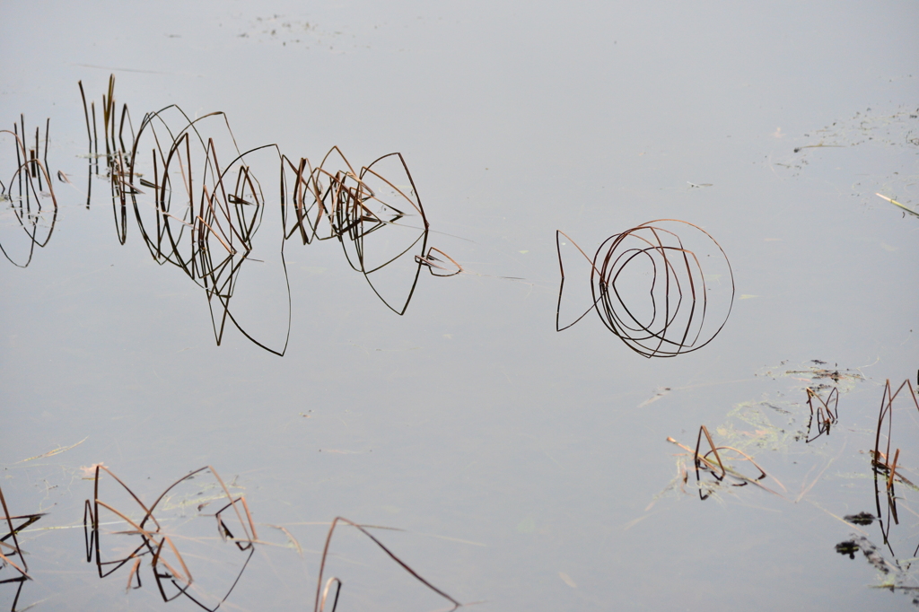 湖面に現れた幾何学図形