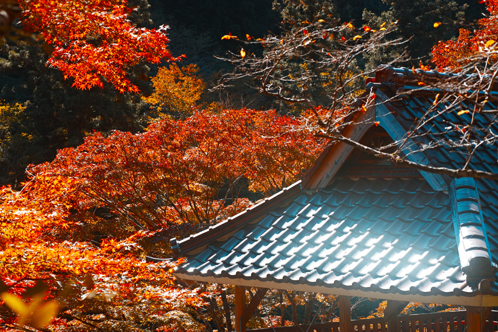 瓦屋根と紅葉