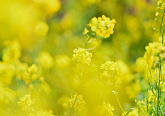 河津の菜の花