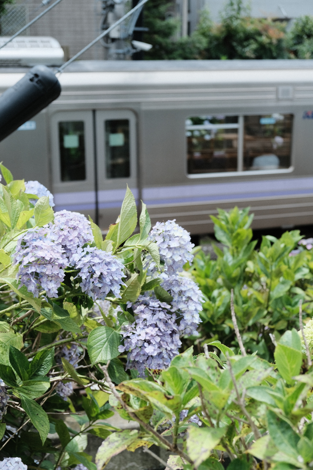 アジサイと電車