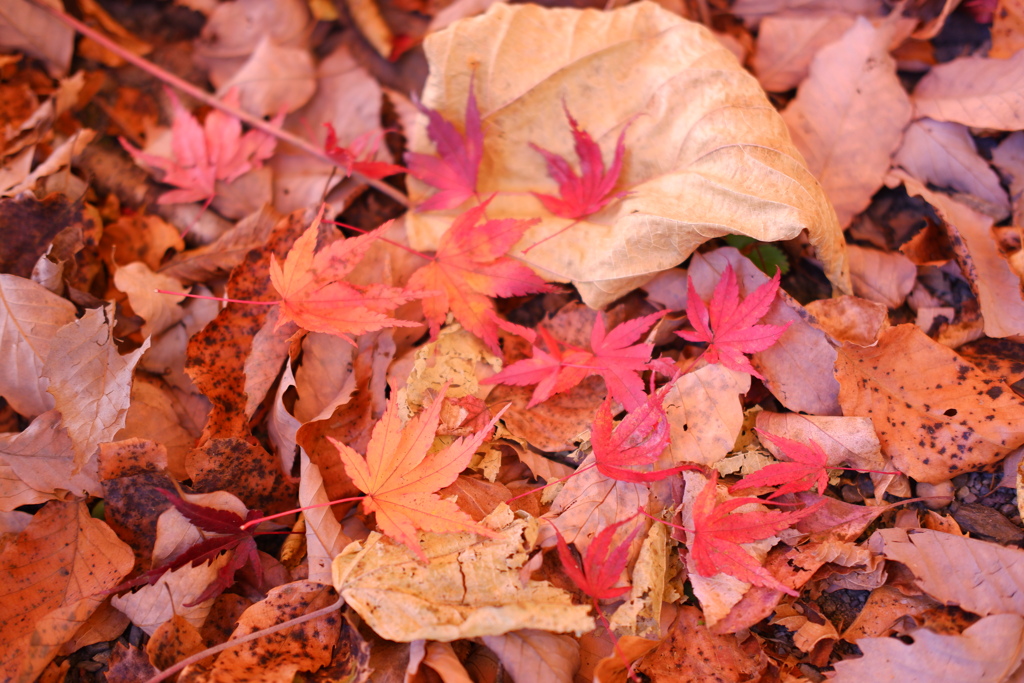 紅葉の集合