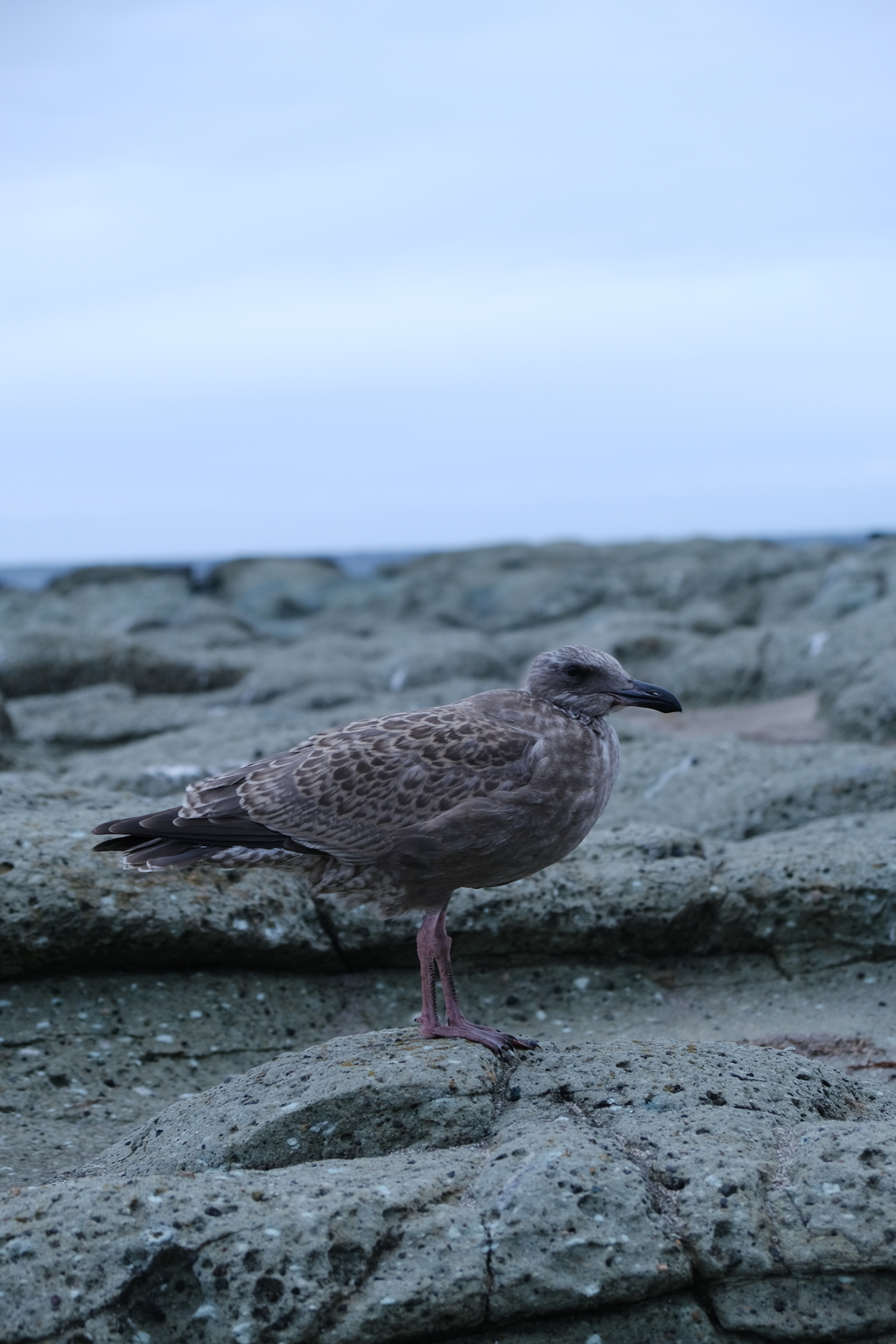 千畳敷の鳥