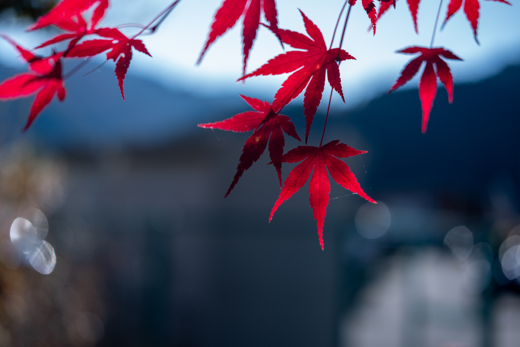 紅葉