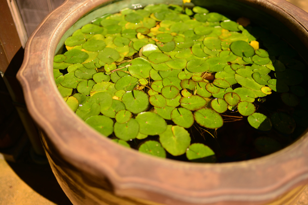 瓶に浮く水草