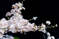 闇夜に浮かぶ桜