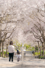 桜のアーチ