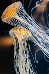 Aquarium 03