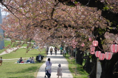 桜並木
