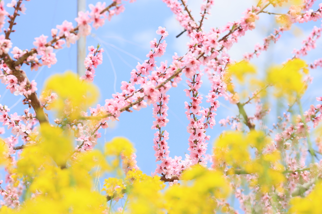 菜の花と梅の花