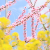 菜の花と梅の花