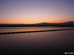 夕方の田んぼ