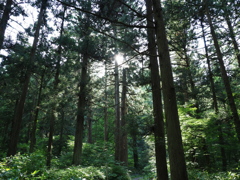 羽黒山の杉並木