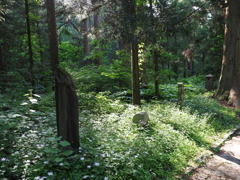 羽黒山参道２