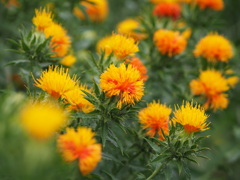紅の花
