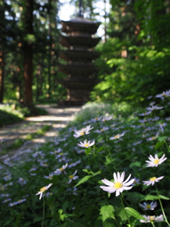 五重塔と花