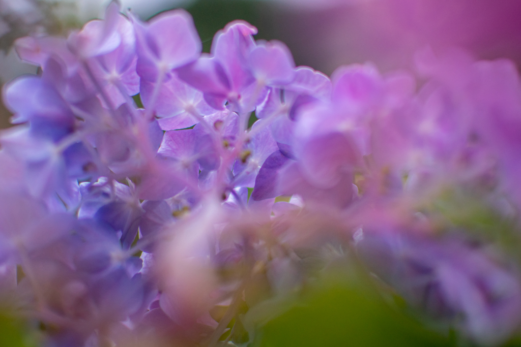 紫陽花