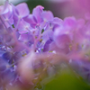 紫陽花