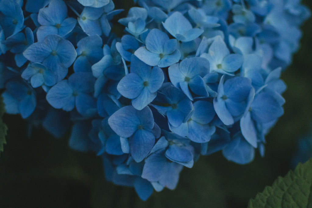 紫陽花