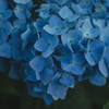紫陽花