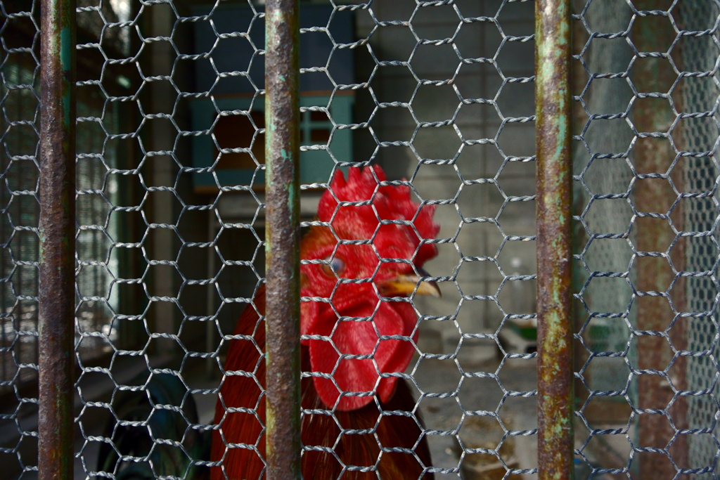 DSC03238