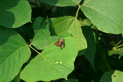 DSC00075