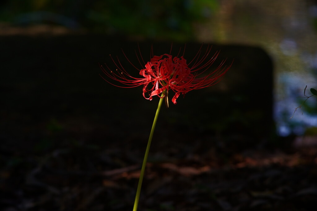 A7C00083