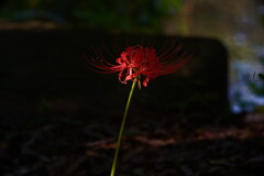 A7C00083