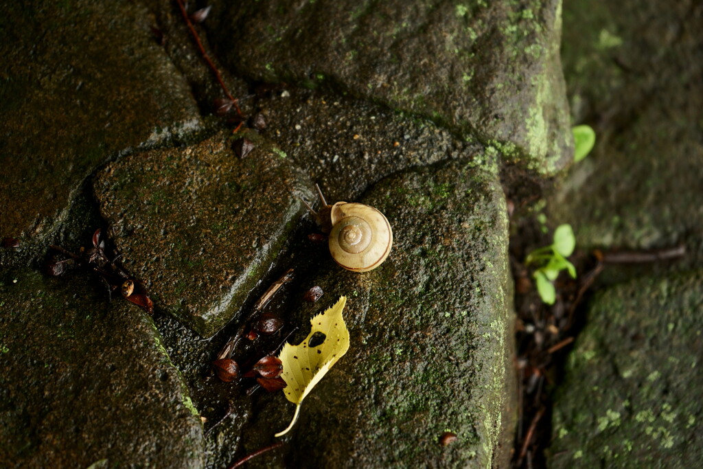 梅雨真っ最中