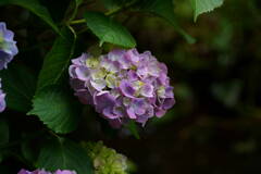 A7C04289