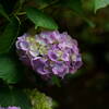 A7C04289
