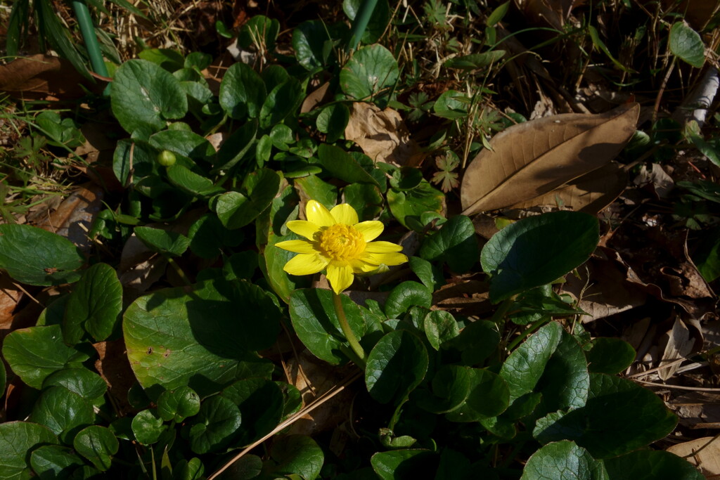 DSC00396