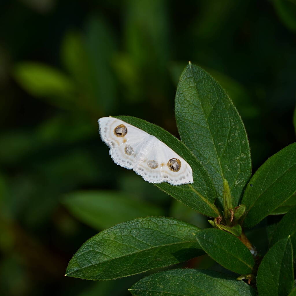 A7C04655