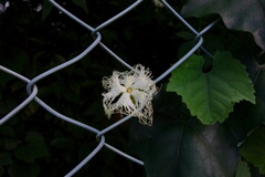 DSC04392