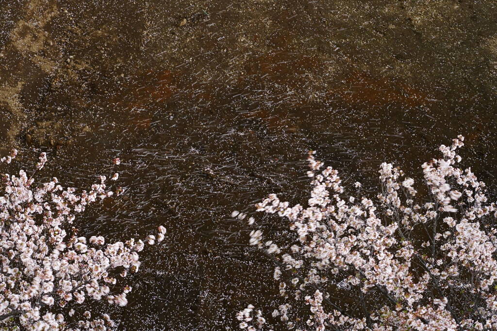 A7C02907