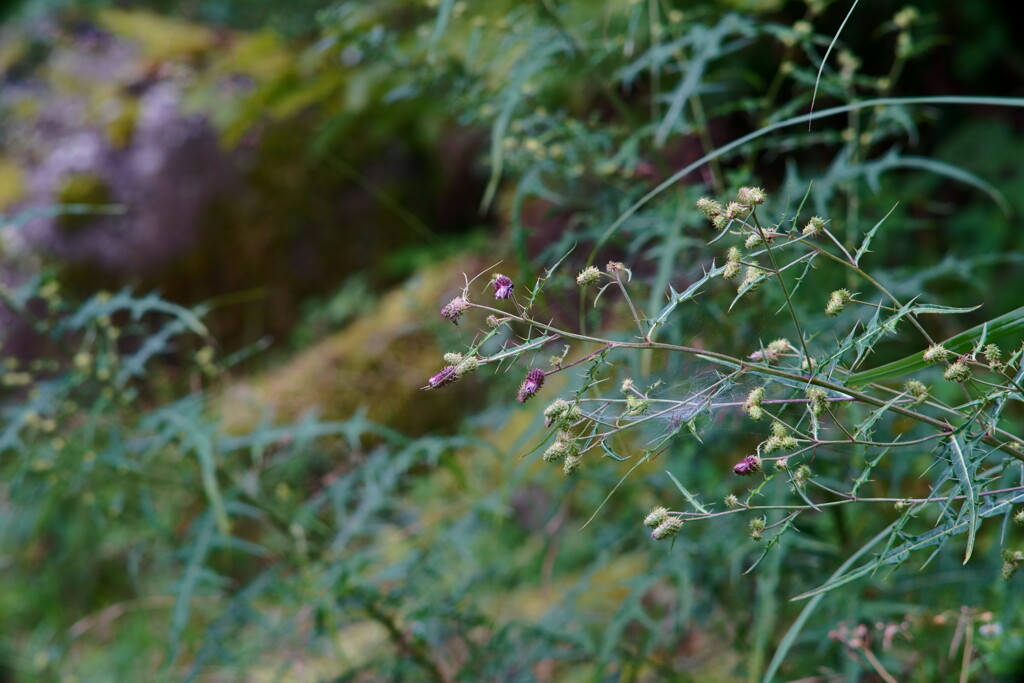 A7C09887